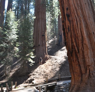 Sequoia national park