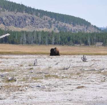 a bison in the middle near mound spring yellowstone nation park