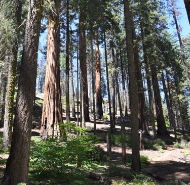 a forest scene with a bench and a bench in the foreground