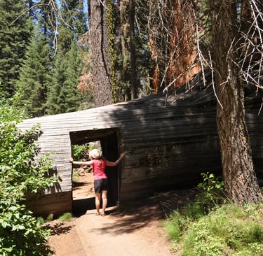 a woman standing in front of a tunnel through a giant sequoia