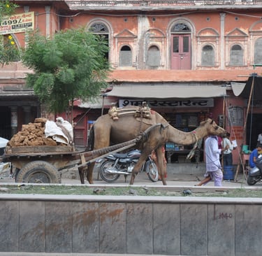 Camel in Jaipur, Rajasthan, India