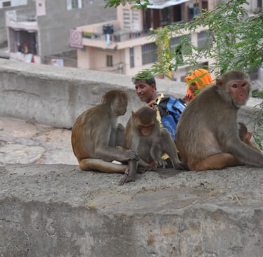 monkeys in the streets of Jaipur on the way up to the Hanuman temple, Rajasthan, India