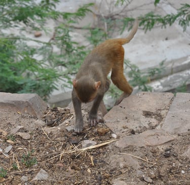 monkeys in the streets of Jaipur on the way up to the Hanuman temple, Rajasthan, India