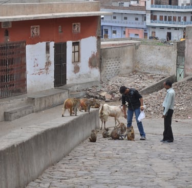 monkeys in the streets of Jaipur on the way up to the Hanuman temple, Rajasthan, India