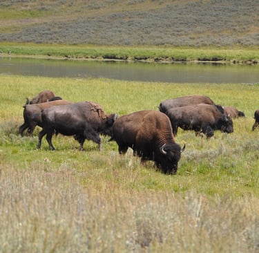 a herd of bison bison grazing in a field in Yellowstone national park