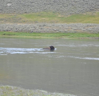 a bison bison crossing a river in Yellowstone national park