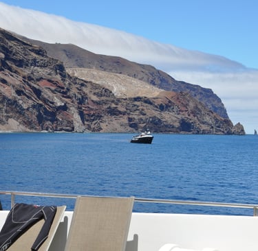 Great White shark diving in Guadalupe Island, off the coast of Mexico