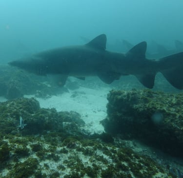 Ragged Tooth Shark,, Aliwal Shoal, Umkomaas, South Africa