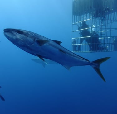 Great White shark diving in Guadalupe Island, off the coast of Mexico