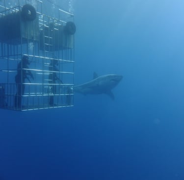 Great White shark diving in Guadalupe Island, off the coast of Mexico