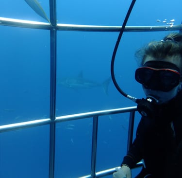 Great White shark diving in Guadalupe Island, off the coast of Mexico