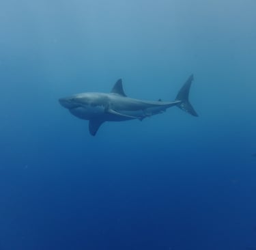 Great White shark diving in Guadalupe Island, off the coast of Mexico