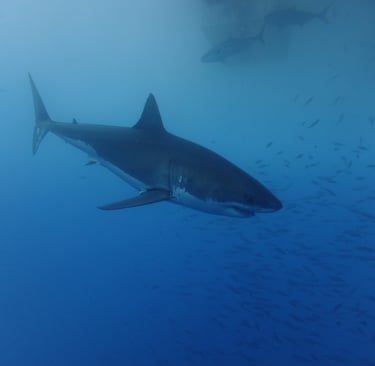 Great White shark diving in Guadalupe Island, off the coast of Mexico