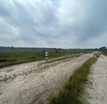Kalmthoutse Heide, Belgium