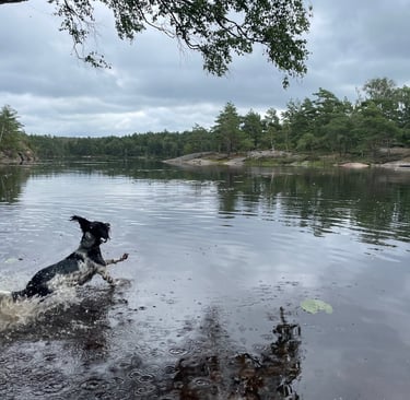 walking in the Swedish forest in Surte, Sweden
