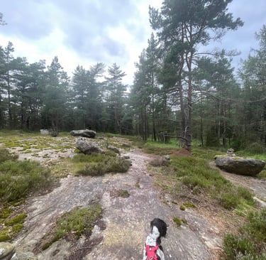 walking in the Swedish forest in Surte, Sweden