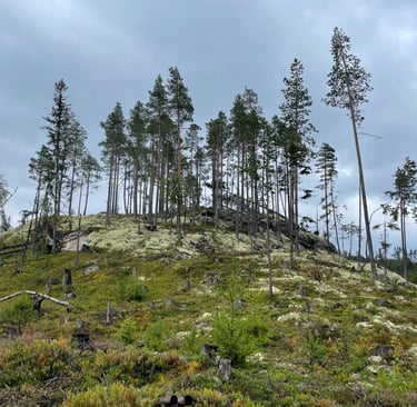 walking in the Norwegian forests walking up Klevarudnatten, Norway