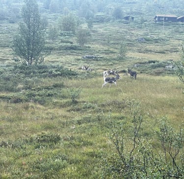 raindeer whilst walking in the Norwegian forests walking up Klevarudnatten, Norway