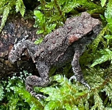 A frog next to lake Vanern, a huge fresh water lake not far from the Norwegian border