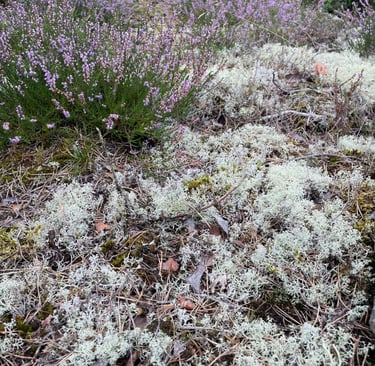 plants next to lake Vanern, a huge fresh water lake not far from the Norwegian border