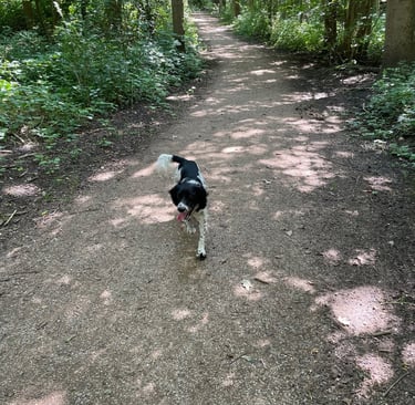 Mabel Billington walking to the village of Zoutelande, Netherlands