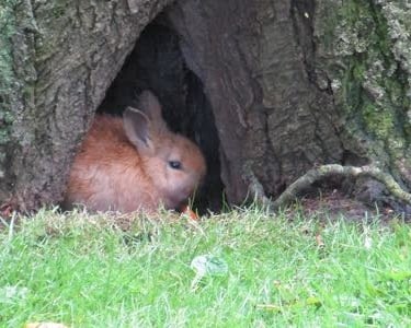 hidden-bunny