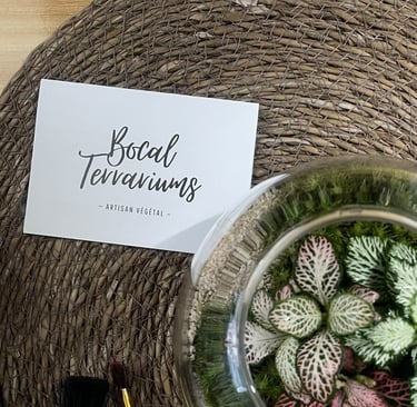 Entretien d'un terrarium Bocal terrarium