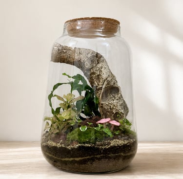 grand terrarium sur mesure réalisé par Bocal terrarium à Clermont-Ferrand