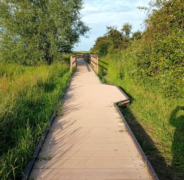 Board walk along the marsh side
