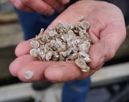 Oyster Spat, Oyster Seed
