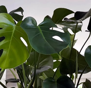 monstera in vaso