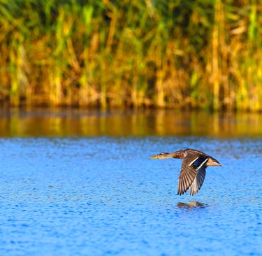 duck flying over the lake