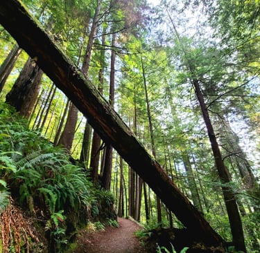 redwood national park, redwoods, a path way through a forest with a fallen tree; redwoods