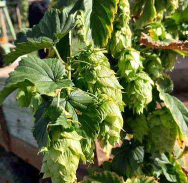 BIERE ISERE LOCALE ARTISANALE BRASSEUR