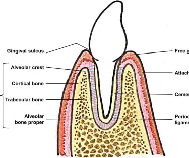 a image showing structure of alveolar bone