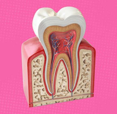 a image showing tooth with inner layers dentin and pulp