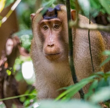 Sumatra Trekking Orangutan