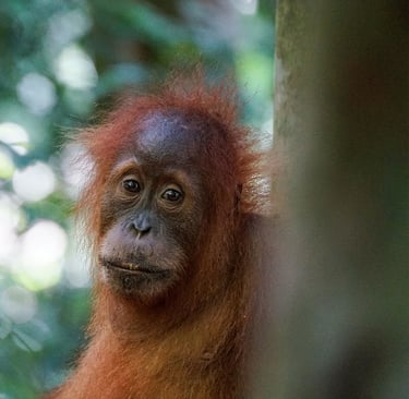 Sumatra Trekking Orangutan