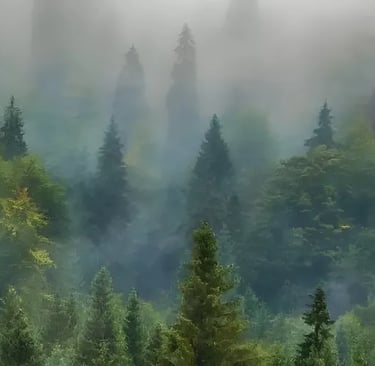 Schwarztannenwald im dichten Morgennebel