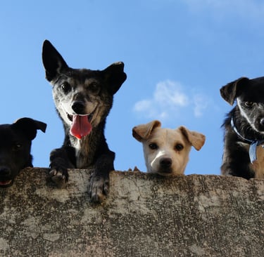 Photo by Edgar Daniel Hernández Cervantes