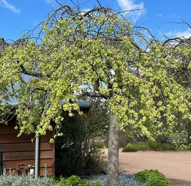 Elm in flower October 2024