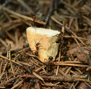 Skruzdės ant komposto krūvos aplipusios batono kriaukšlę