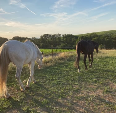 Körper und Seele Reittherapie