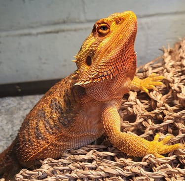Bearded dragon-Pet Den