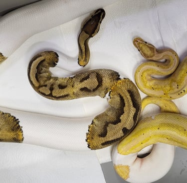 Pair Pied Ball Pythons-Breeder ball python-Pet Den