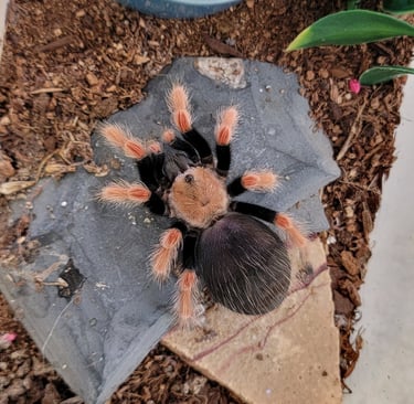 Mexican fire leg-Pet Den
