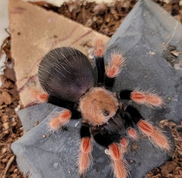 Mexican fire leg-Pet Den