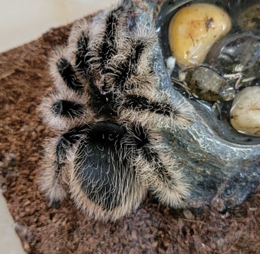 Curly hair-Pet Den