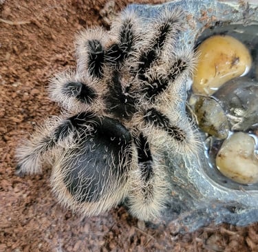 Curly hair-Pet Den