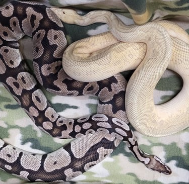 Pastel Axanthic Clown